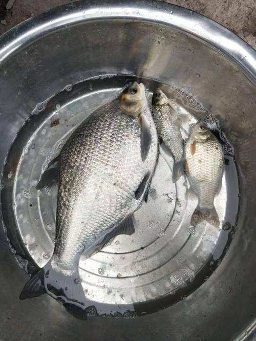 祥哥水产 生态养殖铺就致富路，一塘活水激活乡村振兴新动能